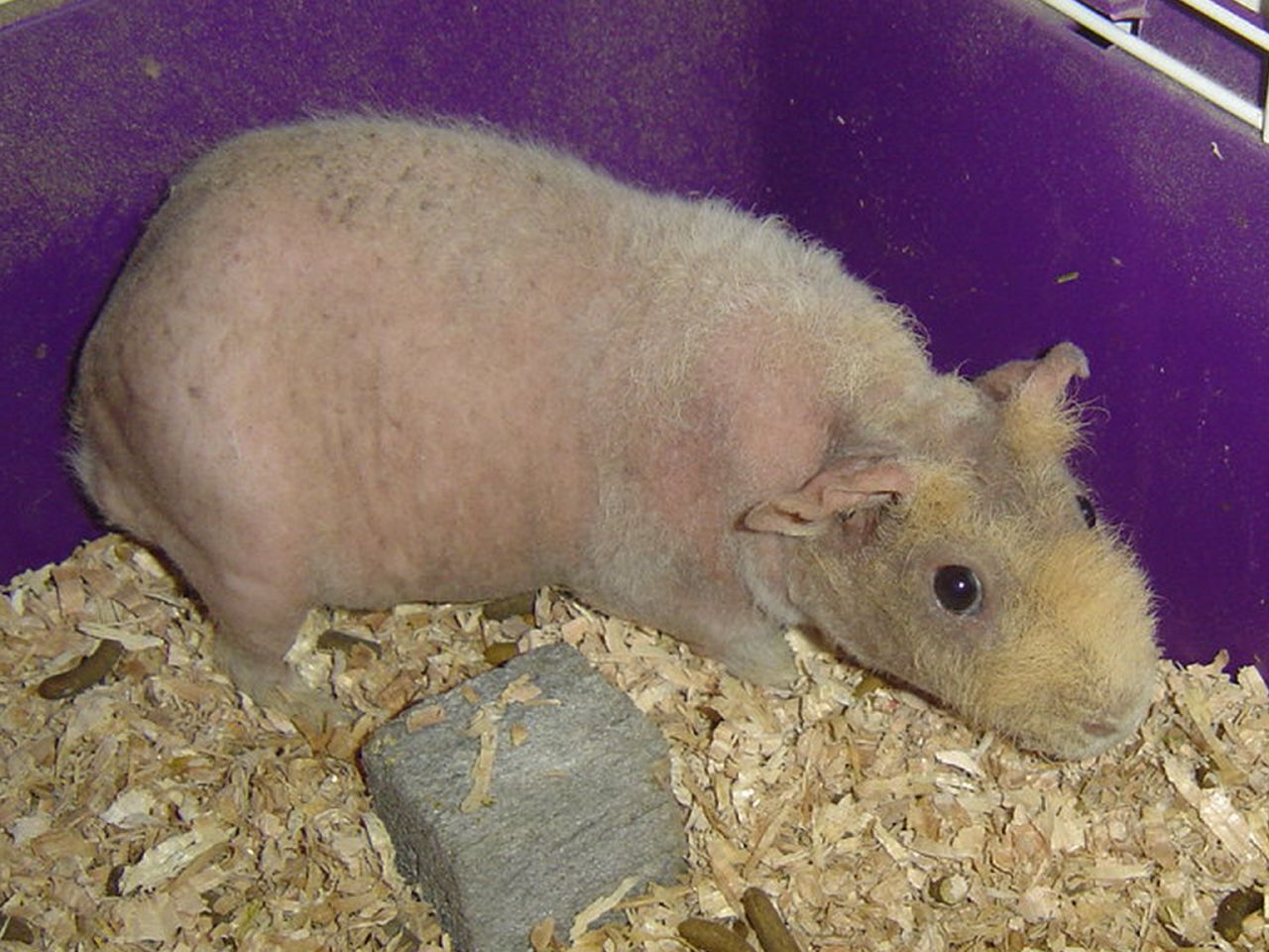 358205596_db6d5a63b2_o Skinny Pig Care
