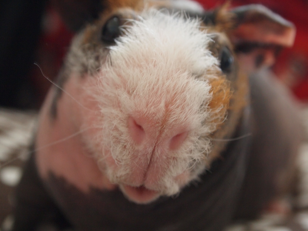 Guinea Pigs: Care, Facts & Information