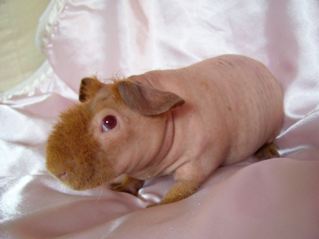 What is a Skinny Pig? - Skinny Pig Care