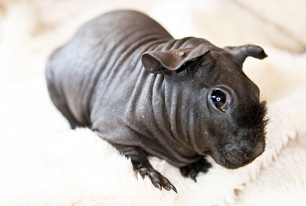 weighing-your-skinny-pigs-skinny-pig-care