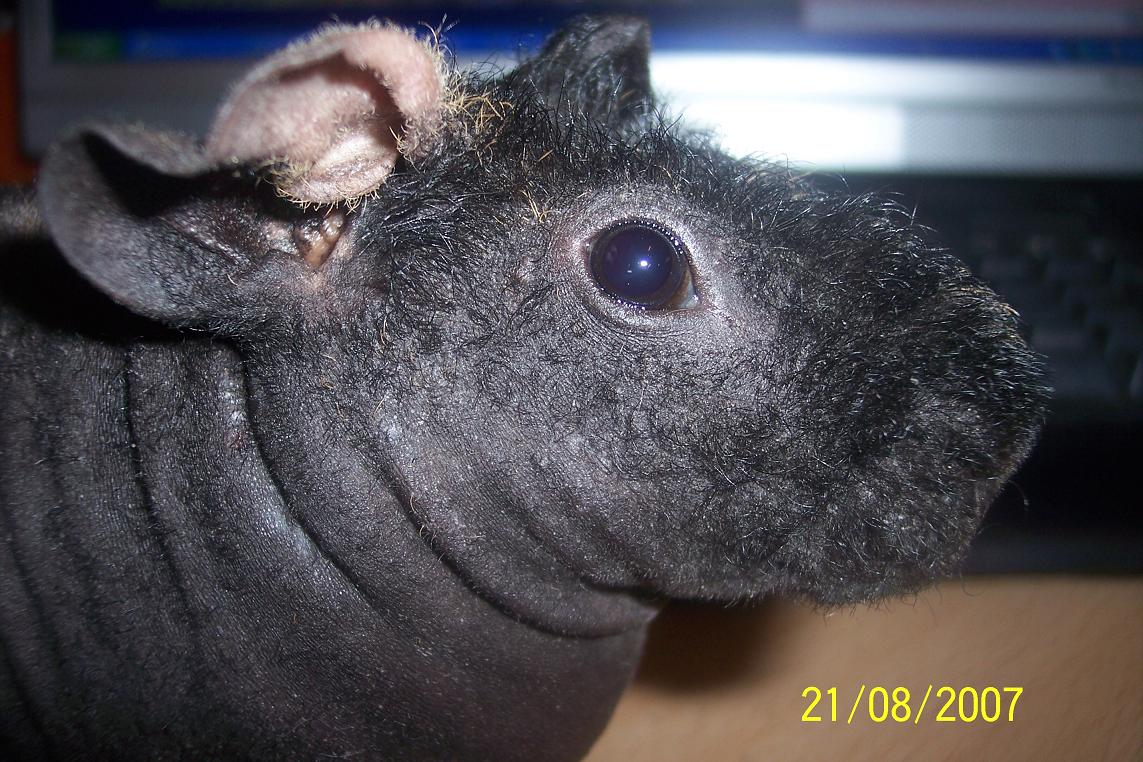 What is a Skinny Pig? Skinny Pig Care