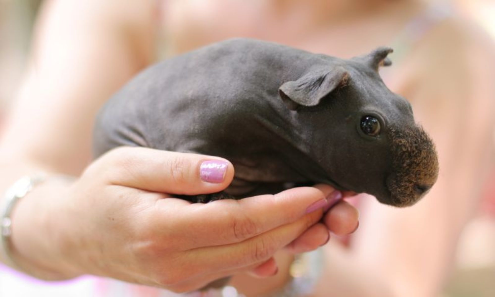 hairless guinea pig care