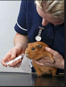 guinea pig veterinary care